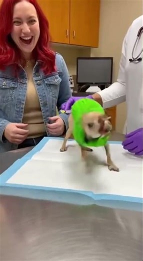 Chihuahua Barking at Vet 😂🐶 | Tiny Dog Drama #funny #fypyoutube #chihuahua #chihuahuacute