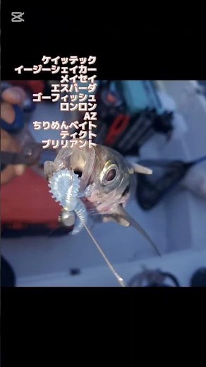 紀北ボートアジング #shortvideo #fishing #釣り #釣り #フィッシングマ