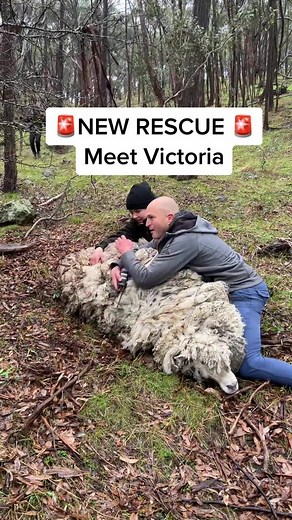 After surviving for years in the Australian bush, hidden under 26kg (57lbs) of burdensome wool and dodging rescue attempts, our team finally brought Victoria to sanctuary! 🐑❤️ Did you know that sheep, like Victoria, require at least annual shearing for their welfare? This is a direct result of human selective breeding for wool that is harvested for commercial purposes and speaks to how we have altered their lives. The wild mouflon of Europe and Asia, from whom they are descended, was a coarse-h