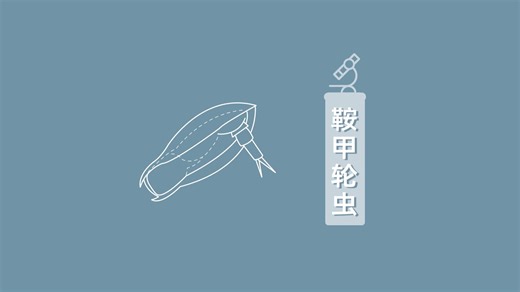 披着盔甲的鞍甲轮虫