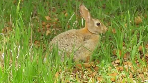 Revise: Nitrogen cycle - National 4 Biology - Video - BBC Bitesize