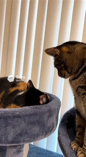 CATXORCISM 🎥: website submission from Maiki K Unlock Hidden Website Secrets