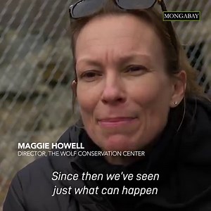 456K views · 5.9K reactions | Today is the 20th anniversary of the first reintroduction of Mexican wolves back into the wilds of the Blue Range Recovery Area of Arizona & New Mexico. Wolves are an important part of healthy ecosystems ~ captive breeding programs have made the recovery of these ones possible. #LoboWeek. | Mongabay.com | Facebook