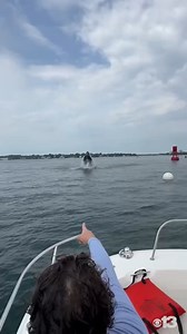 Wow! A boater captured video of a whale breaching in Pepperrell Cove off the coast of Kittery yesterday! It’s unclear if this is the same whale an off-duty officer caught on camera in the same area. STORY: https://bit.ly/4cQqX2a | WGME CBS 13 News, Portland