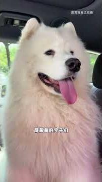 Walking the biggest Samoyed in Sichuan, time for a super cute haircut #EverythingIsCuteProject #P...