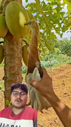 Mewa khana gako yesto bijo bho hernus #trending #agriculture #farming #papaya #fruit #birds #safety