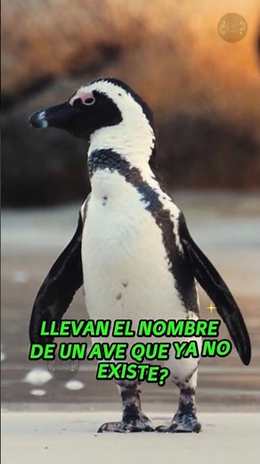 🐧 WHY ARE THEY CALLED PENGUINS? #animals #information #news #history