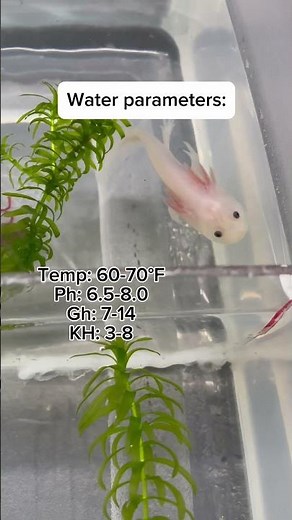 Baby Axolotl Care/How to Care for Baby Axolotls #axolotl #axolotls #fishcare #aquarium #fishkeeping