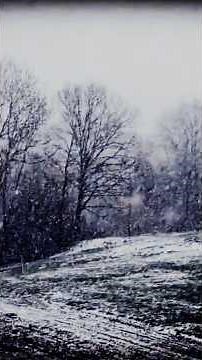 Η Ελιά και η Φάτνη - Μια μικρή λαϊκή Χριστουγεννιάτικη ιστορία!