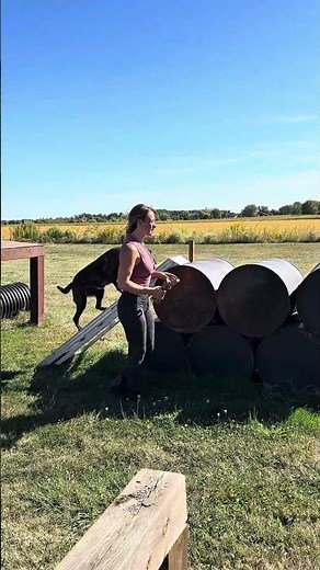 Dutch Shepherd Protection Dog in Traininig