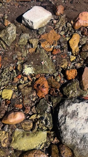 Bristlecone Institute (@bristlecone_institute)’s videos with original sound - Bristlecone Institute