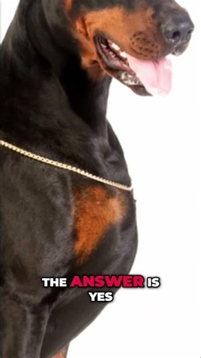 Can a Doberman REALLY Protect Your Family? It's Complicated! #shorts
