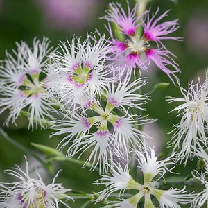 Dianthus superbus