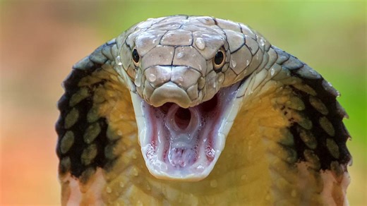 From the Taipan to the Black Mamba: Meet the 8 Most Lethal Snakes on Earth