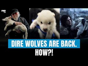 The Dire Wolf are BACK After 10,000 Years – Here’s How Scientists Did It! | FrontPage
