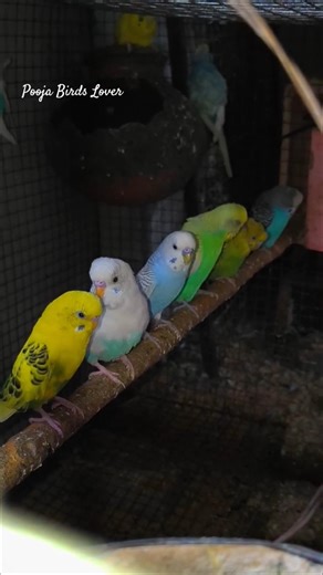 mini birds setup #birdcare #budgies #budgiecare #birdslovers #birdssetup #budgiessound #ytshorts