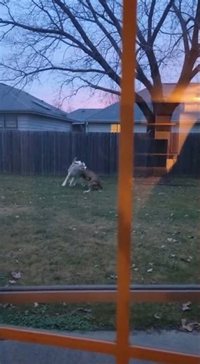 Massive Coyote Clears Fence — Pit Bull Fight! Intense Showdown Unfolds #wildlife #pitbull #coyote