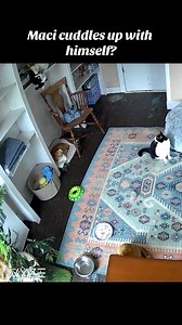 10K views · 441 reactions | The Maci plushie is officially approved by Maci himself藍 #catcam #catlife #catsofinstagram #catstagram #catlover | Freedom Farmhouse | Facebook