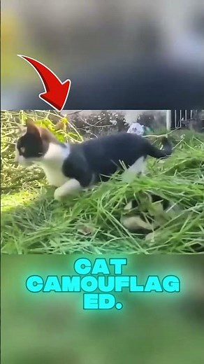 This Cat Blended Into the Grass… Then Scared Everyone 😼🌿 #animals #cat #shorts
