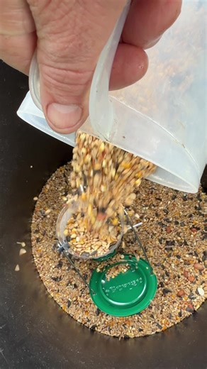 Enjoying Saturday Mornings with Birdsong and Seeds