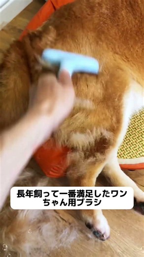 夏場は、犬の毛を減らすことで、犬がずっと涼しくなります#犬 #便利 #柴犬 #可愛い #ペット用品
