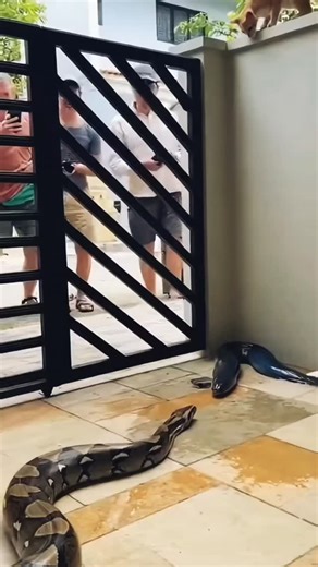 Rv choudhary on Instagram: "“Unbelievable Scene inside the House 😱 Python vs Electric Eel”"