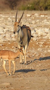 134K views · 1.2K reactions | Eland and an Impala at Etosha National Park , Namibia. #namibia #etoshanationalpark #eland #impala #wildlife #animals #etoshawildlife #nationalpark #explorenamibia #explore #safari #dailypost | Madbookings - Travel Experts in Africa & Asia | Facebook