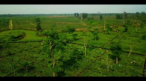 Upper Assam's Meleng Tea Estate is home to some of the most prized variants of Assam Tea clones. Recently, we have been making waves with our Golden Tippy Orthodox teas. Mr. G K Sharma, President of Upper Assam Gardens, takes us through the back story of the P126 clone, which is used to make fine Assam Orthodoxes with rich chunky golden tips and a deep lingering flavour. He talks of how overseas buyers swear by this variant. Now, this tea has been made accessible in India too. Order this golden 