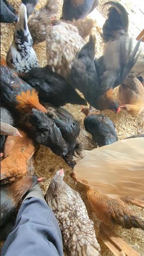 Did The Chickens Go Crazy For This Rice?