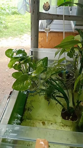 Upcycling Plastic Bottles into DIY Plant Holders