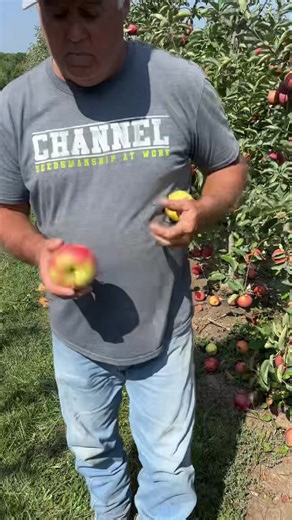 🍎HERE IS FARMER FRANK with an Apple Fest update!🍎 9/19-9/21 PICKING: Pumpkins, Flowers, Apples: Snapdragon, Pixie crunch, Empire, Jonagold, September wonder Fuji, Autumn crisp, Crimson crisp, Crunch a Bunch 🍎U-PICK APPLE SPECIAL: Buy any size U-Pick Apple bag get an additional same size bag for 1/2 off! Come shop our Market while you’re here! Eat our famous homemade Ice Cream & Apple Cider Donuts! Don’t forget an Apple Cider Slushee Come Saturday or Sunday and enjoy those listed above as well