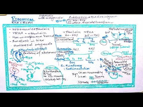08. RIBOSOMES- CELL STRUCTURE & FUNCTION