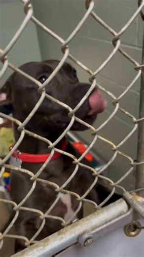 5.3K views · 81 reactions | It is a FULL HOUSE at PAWS and we need your help! Here is a quick glimpse behind the scenes of all of the adoptable dogs waiting for you.  | Centre County PAWS | Facebook