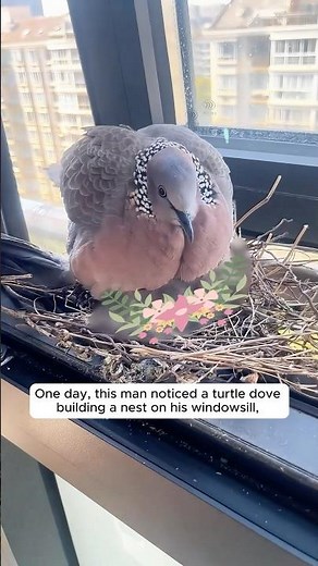 A man found a turtle dove nesting unsafely on his windowsill and then ...