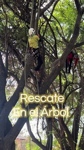 Nombre original: Aerial Rescue Event (también llamado simplemente Aerial Rescue). ¿En qué consiste? Es una prueba del campeonato de trepa donde el competidor debe rescatar a un arborista “lesionado” (maniquí o víctima simulada) ubicado en el árbol. Evalúa la capacidad de responder ante una emergencia real en altura, aplicando procedimientos técnicos y seguros. ¿Qué se evalúa técnicamente? \t•\tEvaluación de la escena (riesgos, estabilidad, líneas, anclajes). \t•\tAcceso rápido y seguro al dosel.