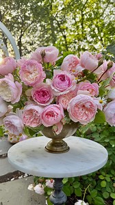 It’s timeee! 🌹✨ To all my East Coast gardeners and those in colder climates — rose season has finally arrived! After what felt like an eternity, the garden is bursting into one of the most magical times of the year. Get ready for blooms, beauty, and all the joy roses bring! 🌸🌿 . . Some first blooms from @myformalcottagegarden garden! | Grace Rose Farm