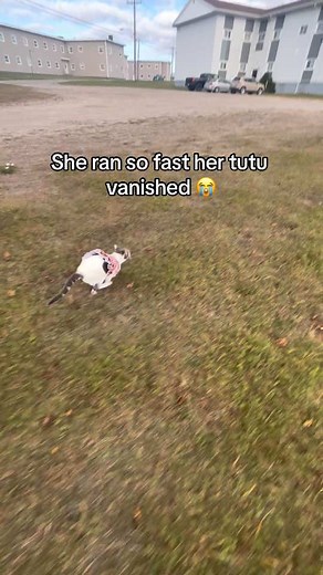 Fastest Cat in the World: Incredible Speed and Agility