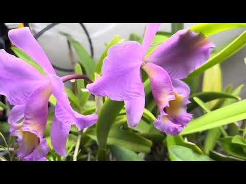 Brassolaeliocattleya flowers (reblooming).