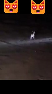 Le Monde De La Chasse professionnelle عالم القنص المحترف on Reels