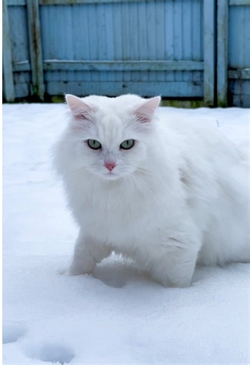 Snow day with these two little snow balls! 🥰 One snow ball prefers his warm cat couch from inside though… 😂 #catsoftiktok #snow #deafcats #cutevideo #siberiancat