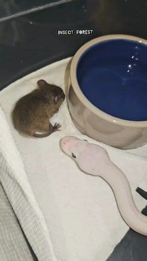 169K views · 2K reactions | White python eating black rat #python #mouse #feeding #snake #rat #mice #insects | Insect Forest | Facebook