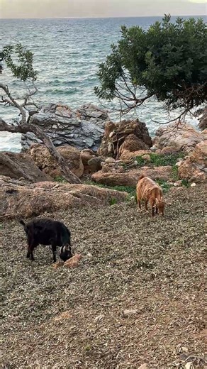🐐 Goats Living in Paradise! Mountain & Sea Perfection 🌊🏔️✨ #animals #goats #nature #view #Shorts