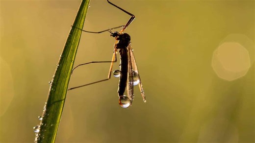 Equine Innovators: West Nile Virus in Horses—Risks, Signs, and Prevention