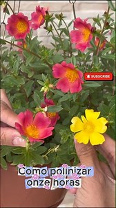 Como polinizar manualmente onze horas #onzehoras #polinizacion