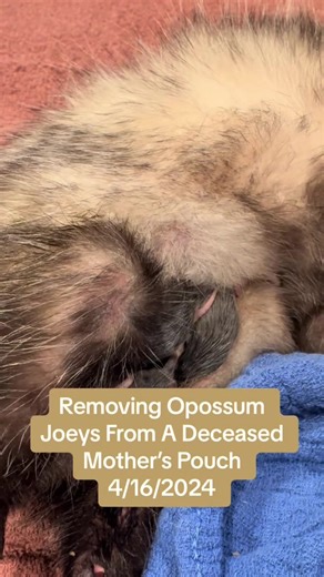 #onthisday #LIWRR #wildlife #wildliferehab #opossum I am a multi species NYS DEC licensed wildlife rehabilitator from Long Island, New York. All of my work is volunteer and out of pocket for me. Please consider subscribing to help me help the animals in my care. Thank you!