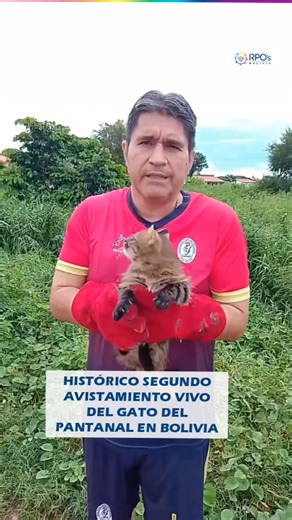 HISTÓRICO SEGUNDO AVISTAMIENTO VIVO DEL GATO DEL PANTANAL EN BOLIVIA En un hecho clave para la conservación de la fauna silvestre, Bolivia confirmó el segundo registro vivo del Leopardus braccatus, o gato del Pantanal, en Trinidad, Beni. El felino, rescatado en estado crítico y rehabilitado con éxito, evidencia la presencia de esta especie poco conocida en los ecosistemas del país y subraya la importancia del monitoreo científico. | RPO's Bolivia