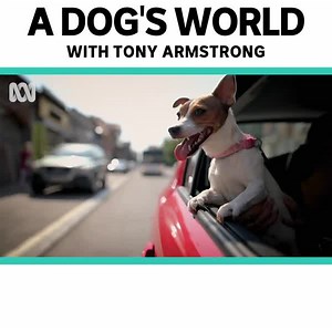 How amazing are dogs? 😍🐶 | ABC iview