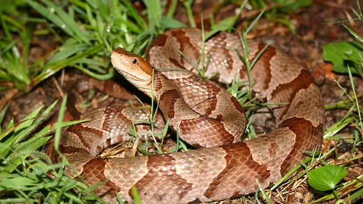 Oklahoma is home to several venomous snake species. How to spot them, what to do