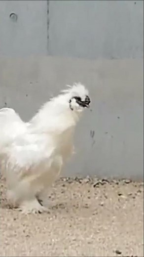 Funny Compilation of Roosters Crowing For Laughs | try not to laugh