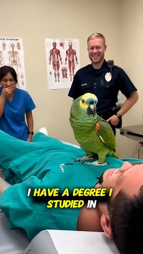 Parrot Doctor walks in, declares he’s the ONLY real doctor, then roasts the patient straight into another dimension 😂🩺 TheRealBeako delivering professional-grade comedy as usual! #TheRealBeako #ParrotComedy #FunnyParrot #TalkingParrot #AnimalVideos #ComedyReels #ViralReels #BirdLovers | Beako